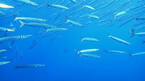 Image result for Sphyraena viridensis