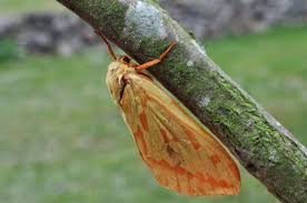 Attēlu rezultāti vaicājumam “Hepialus humuli female”