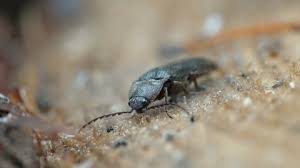 Attēlu rezultāti vaicājumam “Bolitophagus reticulatus imago”