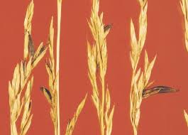 Attēlu rezultāti vaicājumam “Claviceps purpurea”