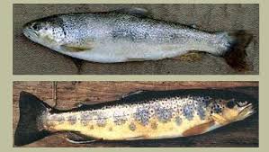 Image result for Salmo macrostigma