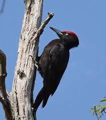 Attēlu rezultāti vaicājumam “Dryocopus martius”