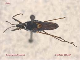 Attēlu rezultāti vaicājumam “Limnoporus rufoscutellatus”