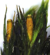 Attēlu rezultāti vaicājumam “Schistidium dupretii sporophyte”