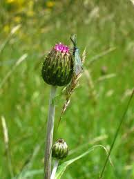 Attēlu rezultāti vaicājumam “Cirsium heterophyllum”