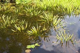 Attēlu rezultāti vaicājumam “Stratiotes aloides”