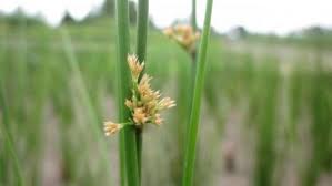 Attēlu rezultāti vaicājumam “Juncus stygius”