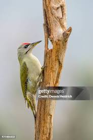 Attēlu rezultāti vaicājumam “Picus canus female”