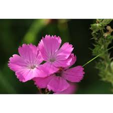 Image result for Steinnelke