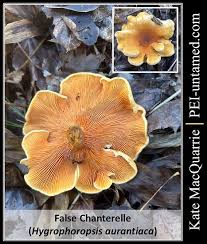 Attēlu rezultāti vaicājumam “Hygrophoropsis aurantiaca”