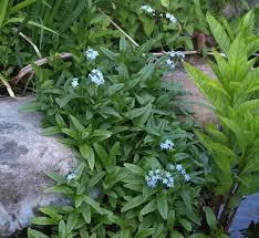 Attēlu rezultāti vaicājumam “Myosotis scorpioides bud”