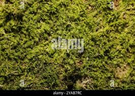 Attēlu rezultāti vaicājumam “Metzgeria violacea”