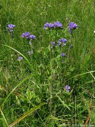 Attēlu rezultāti vaicājumam “Campanula cervicaria flower”