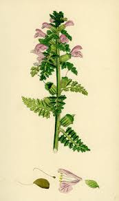 Attēlu rezultāti vaicājumam “Pedicularis palustris flower”