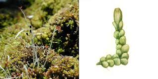 Attēlu rezultāti vaicājumam “Jamesoniella autumnalis”