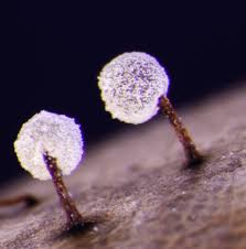 Attēlu rezultāti vaicājumam “Didymium nigripes”