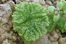 Attēlu rezultāti vaicājumam “Riccia cavernosa”