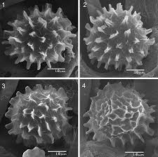 Attēlu rezultāti vaicājumam “Fossombronia wondraczekii spores”