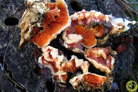 Attēlu rezultāti vaicājumam “Leucogyrophana mollusca”