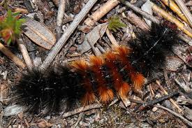 Attēlu rezultāti vaicājumam “Spilosoma sp.”
