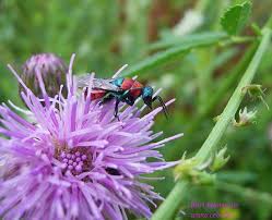 Attēlu rezultāti vaicājumam “Hedychrum sp.”