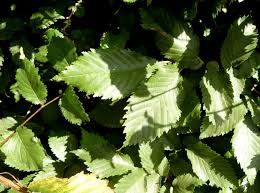 Attēlu rezultāti vaicājumam “Ulmus glabra leaf”