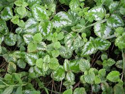 Attēlu rezultāti vaicājumam “Lamiastrum galeobdolon leaf”