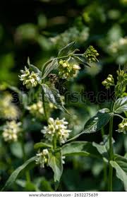 Attēlu rezultāti vaicājumam “Vincetoxicum hirundinaria flower”