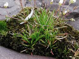 Attēlu rezultāti vaicājumam “Sagina nodosa”