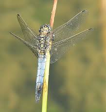 Attēlu rezultāti vaicājumam “Orthetrum cancellatum male”