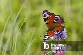 Attēlu rezultāti vaicājumam “Inachis io”