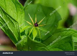 Attēlu rezultāti vaicājumam “Paris quadrifolia flower”