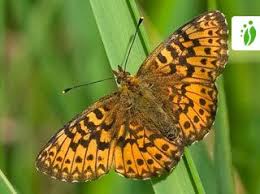Attēlu rezultāti vaicājumam “Boloria titania underside”