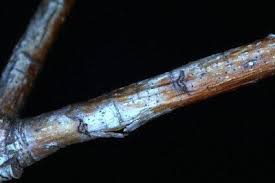 Attēlu rezultāti vaicājumam “Trichia botrytis var. cerifera stalked”