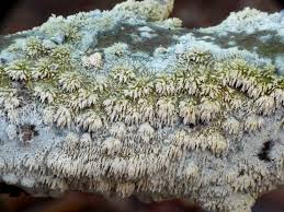 Attēlu rezultāti vaicājumam “Hyphodontia barba-jovis”