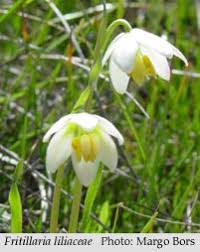 Attēlu rezultāti vaicājumam “Liliaceae”