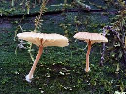 Attēlu rezultāti vaicājumam “Lichenomphalia umbellifera”