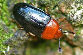 Attēlu rezultāti vaicājumam “Triplax aenea”