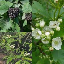 Attēlu rezultāti vaicājumam “Crataegus chlorosarca”
