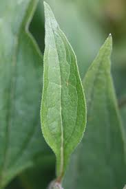 Attēlu rezultāti vaicājumam “Echinacea purpurea leaf”