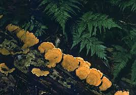 Attēlu rezultāti vaicājumam “Stereum fasciatum”