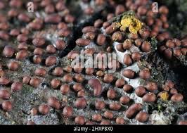 Attēlu rezultāti vaicājumam “Perichaena corticalis”