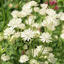 Attēlu rezultāti vaicājumam “Astrantia major flower”