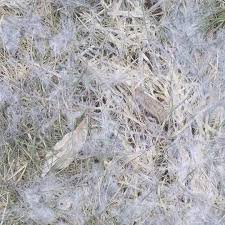 Attēlu rezultāti vaicājumam “Dianema nivale spores”