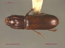 Attēlu rezultāti vaicājumam “Zopheridae”