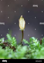 Attēlu rezultāti vaicājumam “Aulacomnium androgynum sporophyte”