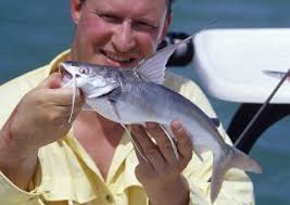 Image result for Bagre marinus