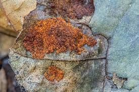 Attēlu rezultāti vaicājumam “Melampsoridium sp.”