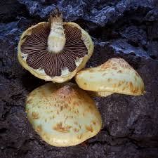 Attēlu rezultāti vaicājumam “Pholiota aurivella”