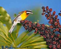Attēlu rezultāti vaicājumam “Passeriformes”